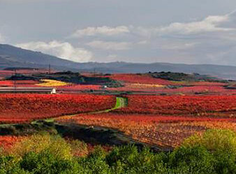 Qué llevar a una visita de bodega en La Rioja