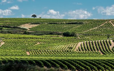 Escapada enológica por los viñedos de La Rioja
