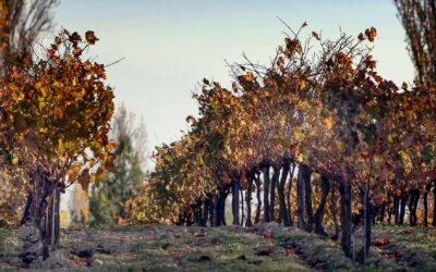 ¿Cuándo visitar una bodega? Descubre las mejores épocas