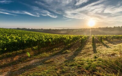 Guía de enoturismo: mejores alojamientos, spas y actividades en las bodegas