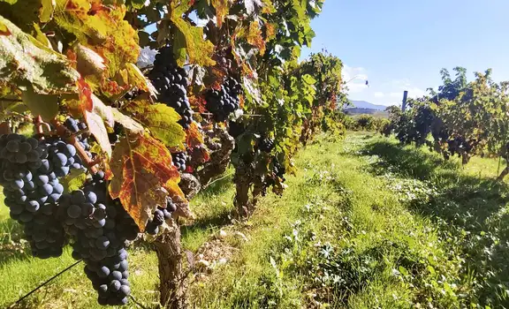 Bodegas J.F. Iradier