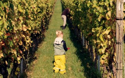 Best 20 wineries for visit with childrend in La Rioja