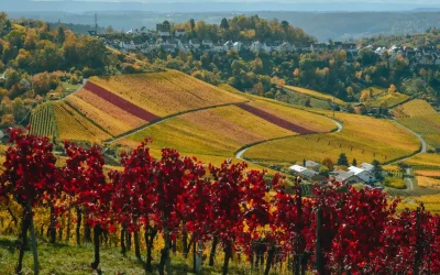 The best wine regions in the world