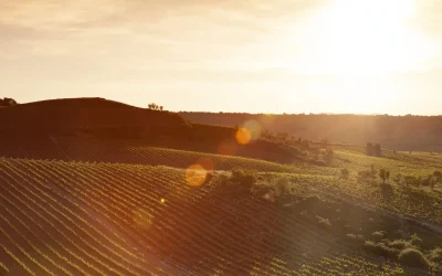 Explore La Rioja Alta: amazing wine tourism destination
