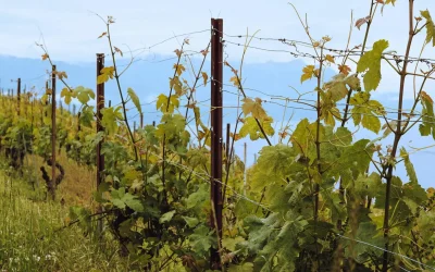La Rioja Alavesa: wineries, landscapes, and unique wines