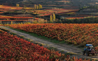 ¿Qué hacer en La Rioja Alta? Actividades y enoturismo