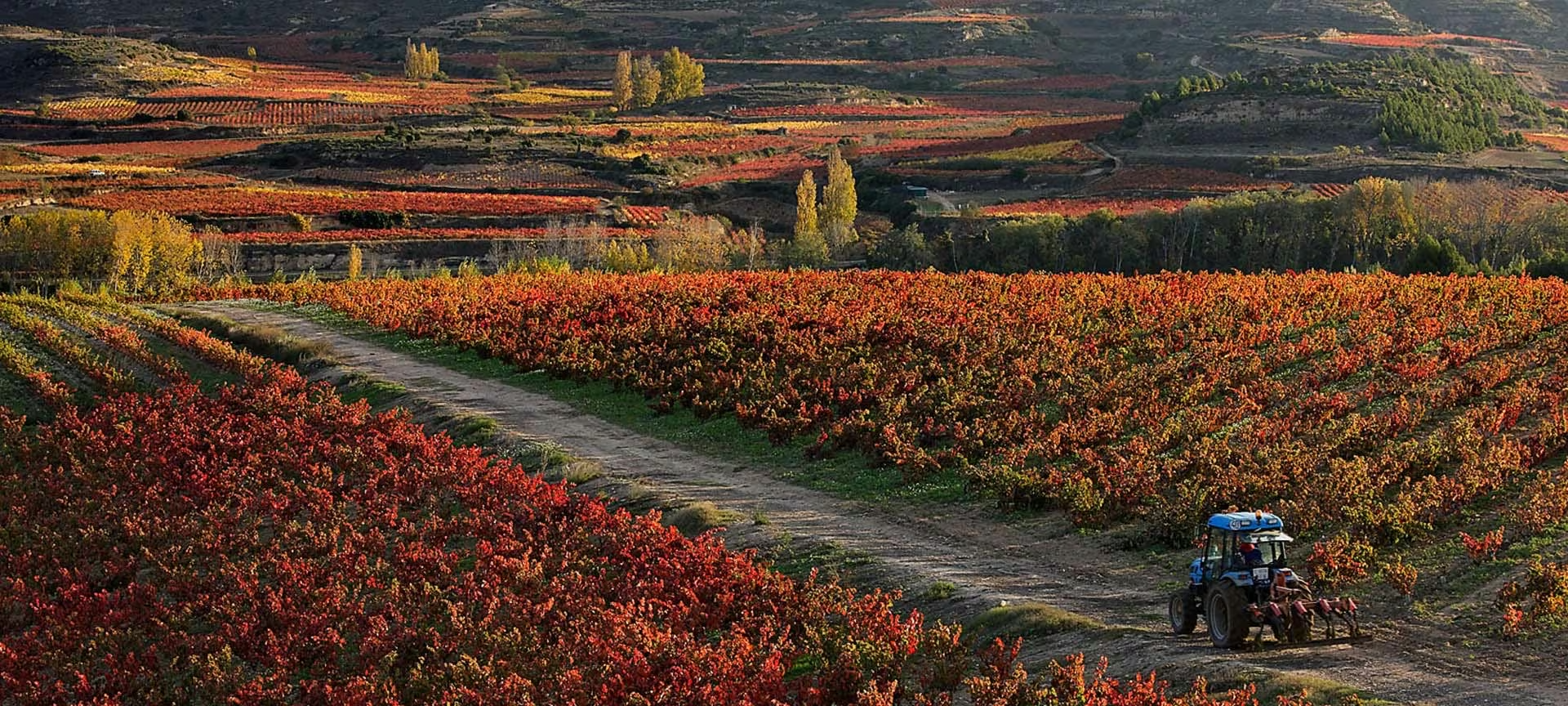 ¿Qué hacer en La Rioja Alta? Actividades y enoturismo.