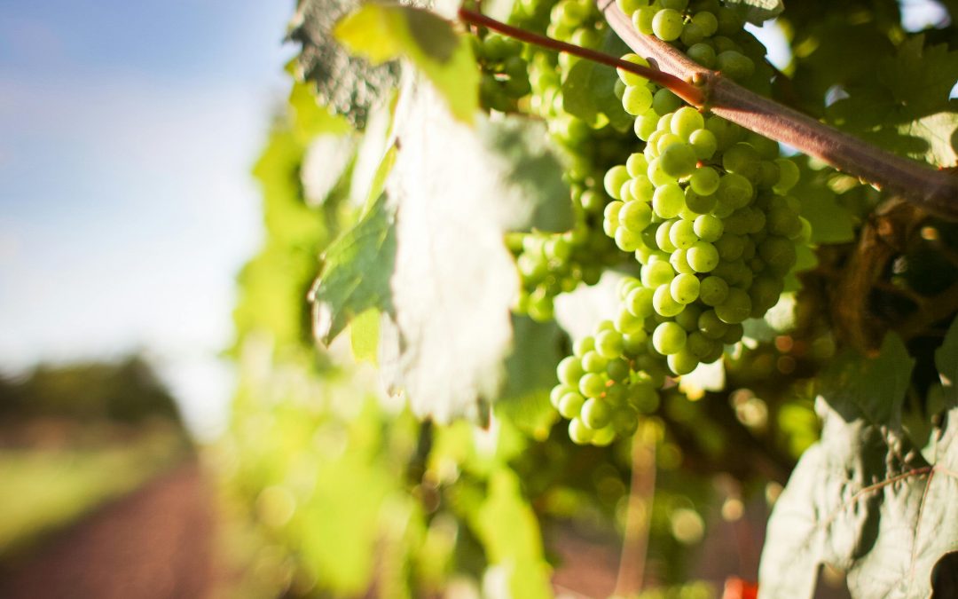 Variedades blancas más especiales de España: historia, respeto por el terroir e identidad cultural