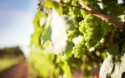 Variedades blancas más especiales de España: historia, respeto por el terroir e identidad cultural
