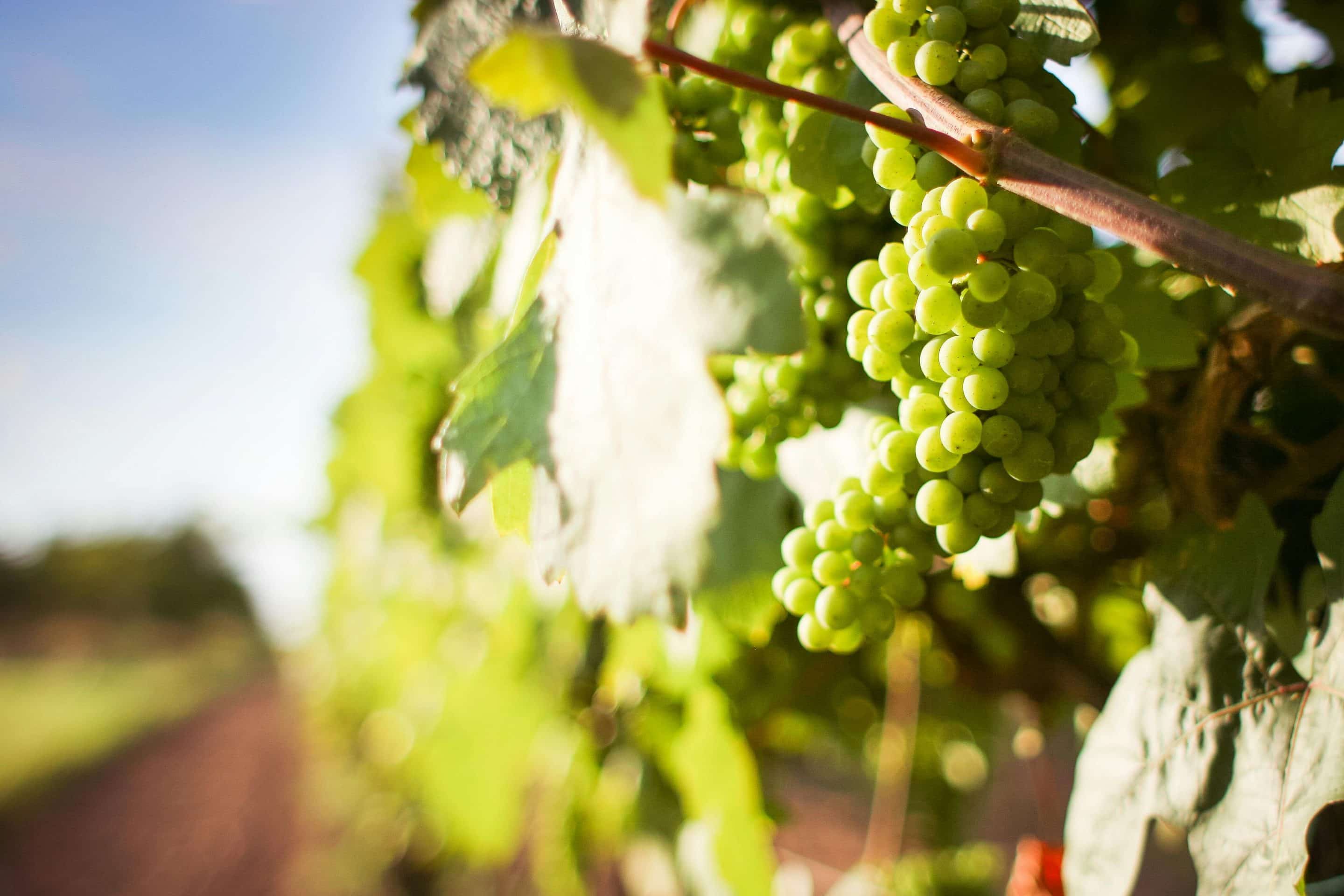 ¿Qué hacer en La Rioja Alta? Actividades y enoturismo.